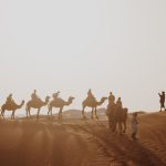 Le bilan carbone des coraux